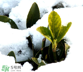 小寒是幾九？2017年小寒是幾九？
