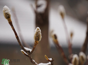 七九是哪一天？2017年七九是哪天？