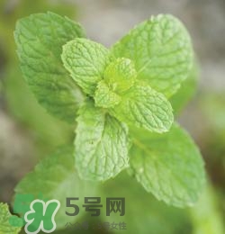 有狐臭不能吃什么食物？有狐臭的人不能吃什么