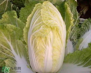 白菜葉子上的小黑點是什么？白菜葉子上有黑點能吃嗎？