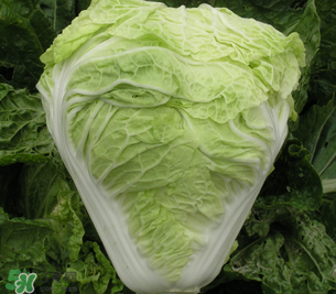 白菜葉子上的小黑點是什么？白菜葉子上有黑點能吃嗎？