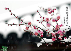 梅花可以放臥室嗎？梅花放在臥室風水好嗎？