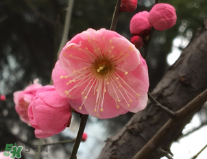梅花可以放臥室嗎？梅花放在臥室風水好嗎？