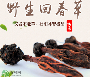 回春草多少錢一斤？回春草多少錢一克？
