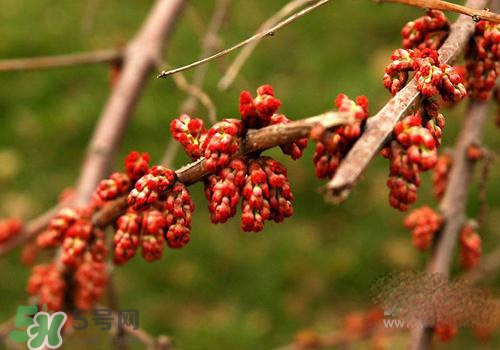 高血脂泡腳用什么藥好？高血脂用什么藥泡腳？