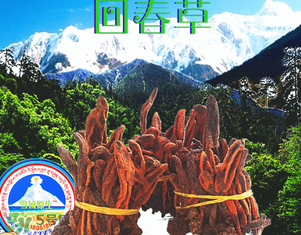 回春草多少錢一斤？回春草多少錢一克？