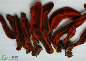 回春草有什么功效？回春草的功效與作用 