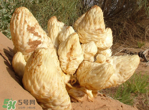 鎖陽和肉蓯蓉一起泡酒可以嗎？肉蓯蓉和鎖陽的區(qū)別