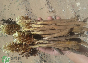 野生肉蓯蓉多少錢(qián)一斤？肉蓯蓉價(jià)格一斤多少錢(qián)？