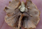 核桃分心木能泡幾次水？核桃分心木一次泡多少？