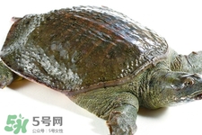有乙肝可以吃甲魚嗎？乙肝患者禁吃甲魚