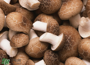 一歲寶寶可以吃香菇嗎？寶寶多大可以吃香菇？