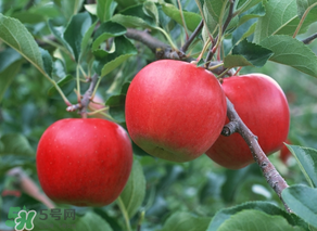 野蘋(píng)果多少錢(qián)一斤？野蘋(píng)果價(jià)格