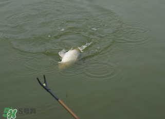 立春能釣魚(yú)嗎？立春好釣魚(yú)嗎？