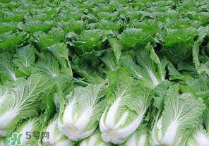 臘月吃什么蔬菜？臘月吃什么素菜？