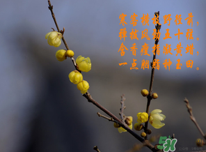 臘月有什么時候好日子？臘月有幾個黃道吉日？