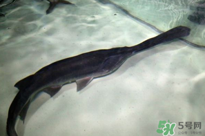 鴨嘴魚(yú)多少錢一斤？野生鴨嘴魚(yú)多少錢一斤？