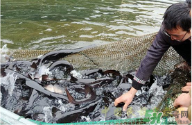 鴨嘴魚(yú)多少錢一斤？野生鴨嘴魚(yú)多少錢一斤？