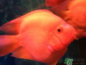 魚眼睛紅了怎么回事？魚眼睛變紅是什么原因？