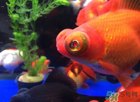 魚眼睛紅了怎么回事？魚眼睛變紅是什么原因？