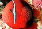 魚眼睛紅了怎么回事？魚眼睛變紅是什么原因？