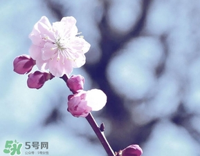 立春吃什么蔬菜？立春時令蔬菜推薦