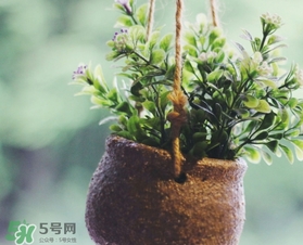 立春吃什么蔬菜？立春時令蔬菜推薦