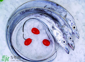 帶魚(yú)多少錢一斤？帶魚(yú)多少錢一箱？