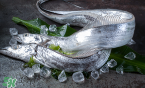 帶魚(yú)多少錢一斤？帶魚(yú)多少錢一箱？