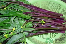 紅菜苔是苦的嗎？紅菜苔為什么有苦味？
