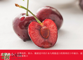 車?yán)遄幽睦锂a(chǎn)的最好？車?yán)遄赢a(chǎn)地在哪里？