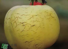 蘋果裂紋能吃嗎？蘋果裂紋是怎么回事？