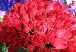 情人節(jié)送什么顏色的玫瑰花好？情人節(jié)送幾朵玫瑰花好？