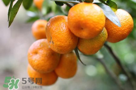 沙糖桔可以放冰箱保存嗎？沙糖桔能冷凍嗎？