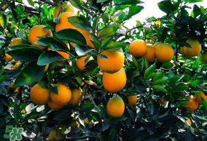 臍橙多少錢一斤？贛南臍橙多少錢一斤？