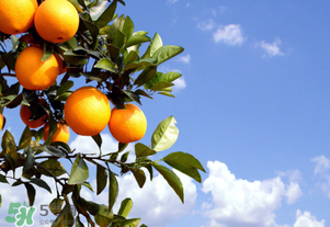 臍橙多少錢一斤？贛南臍橙多少錢一斤？