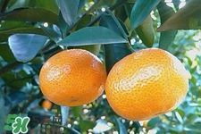 糖尿病可以吃橘子嗎？糖尿病任能吃橘子嗎？