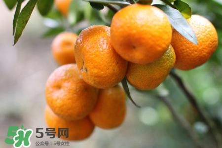 孕婦可以吃蜜桔嗎？懷孕了能吃蜜桔嗎？