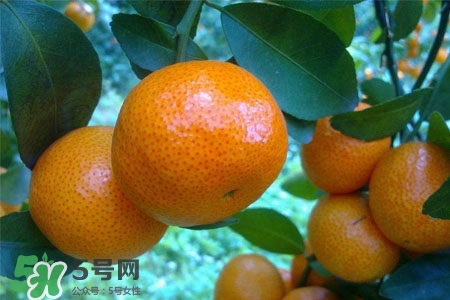 蜜桔可以放冰箱保存嗎？蜜桔能冷凍嗎？