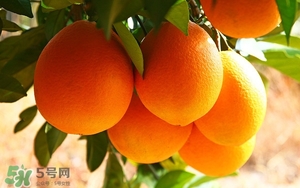 吃臍橙會(huì)上火嗎？臍橙吃多了會(huì)上火嗎？
