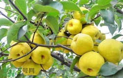 冬天吃梨子太冰怎么辦？冬天怎么吃梨子不冰？