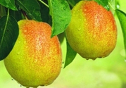 來月經(jīng)可以吃香梨嗎？月經(jīng)期間可以吃香梨嗎？