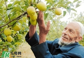 香梨吃多了會怎樣？香梨一天可以吃幾個？