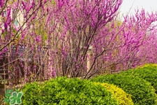 春天養(yǎng)生吃什么粥好？春季養(yǎng)生粥品有哪些？