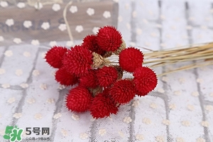 千日紅的功效與作用及食用方法 千日紅的作用及禁忌 千日紅的功效與作用及食用方法 千日紅的作用及禁忌