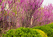 春天養(yǎng)生吃什么菜好？春季養(yǎng)生必吃四種養(yǎng)生菜