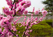 春天養(yǎng)生吃什么粥好？春季養(yǎng)生粥品有哪些？