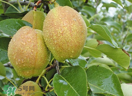 香梨怎么保存？香梨可以放冰箱嗎？