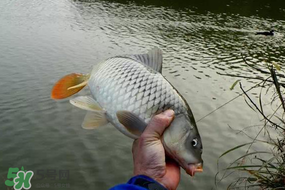 立春后能釣魚嗎？立春后好釣魚嗎？