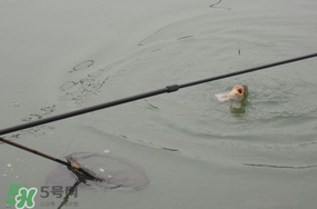 立春后能釣魚嗎？立春后好釣魚嗎？